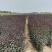 大量供应紫叶矮樱（扦插苗）（嫁接苗）