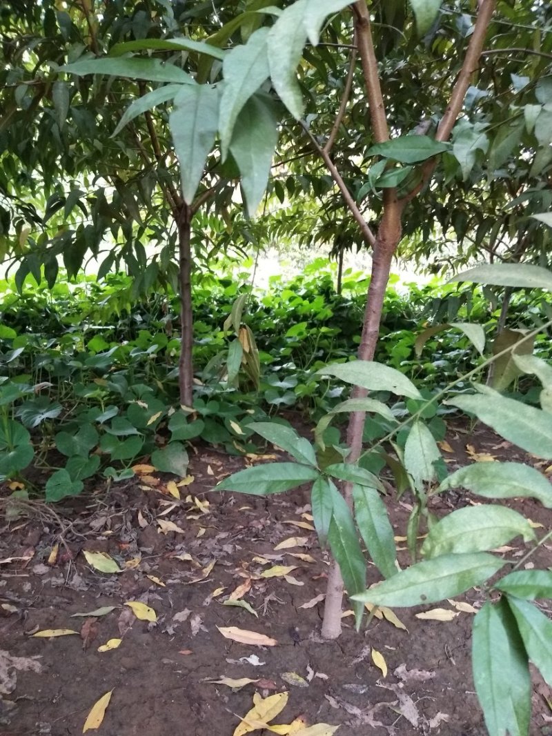 红叶碧桃