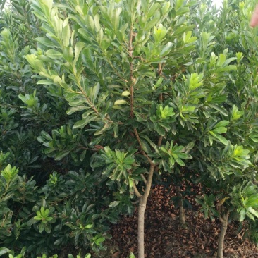 【推荐】湖南怀化杨梅树，东槐杨梅树，一手货源提供技术支持