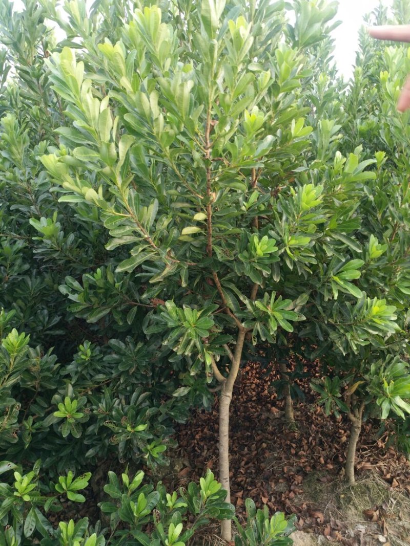 【推荐】湖南怀化杨梅树，东槐杨梅树，一手货源提供技术支持
