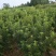 【推荐】湖南怀化杨梅树，东槐杨梅树，一手货源提供技术支持