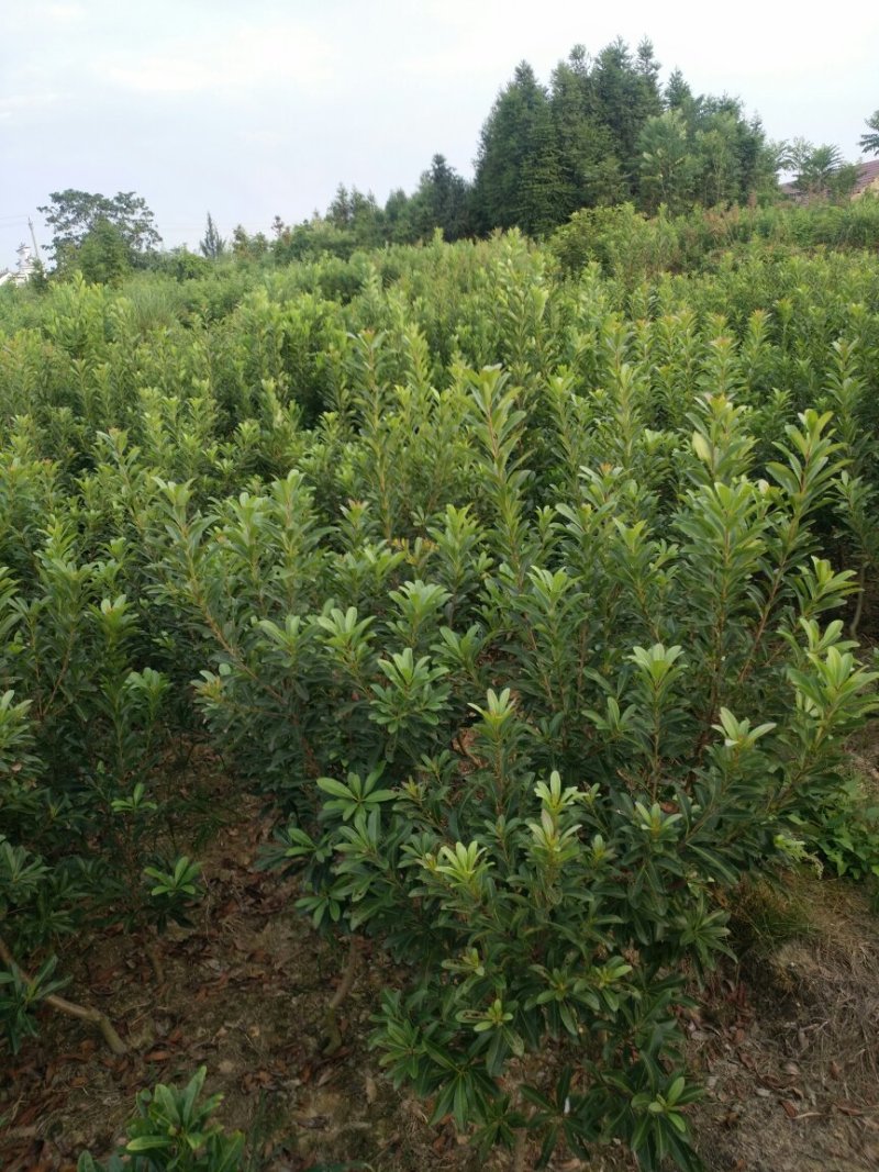 【推荐】湖南怀化杨梅树，东槐杨梅树，一手货源提供技术支持