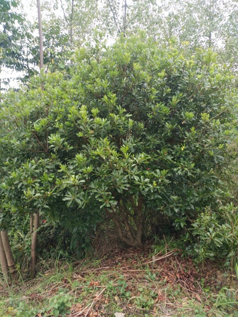 【推荐】湖南怀化杨梅树，东槐杨梅树，一手货源提供技术支持