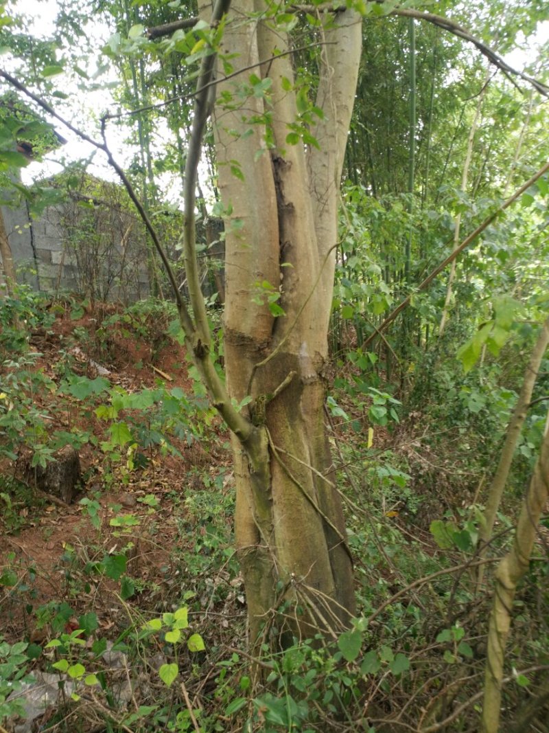 【推荐】湖南怀化杨梅树，东槐杨梅树，一手货源提供技术支持