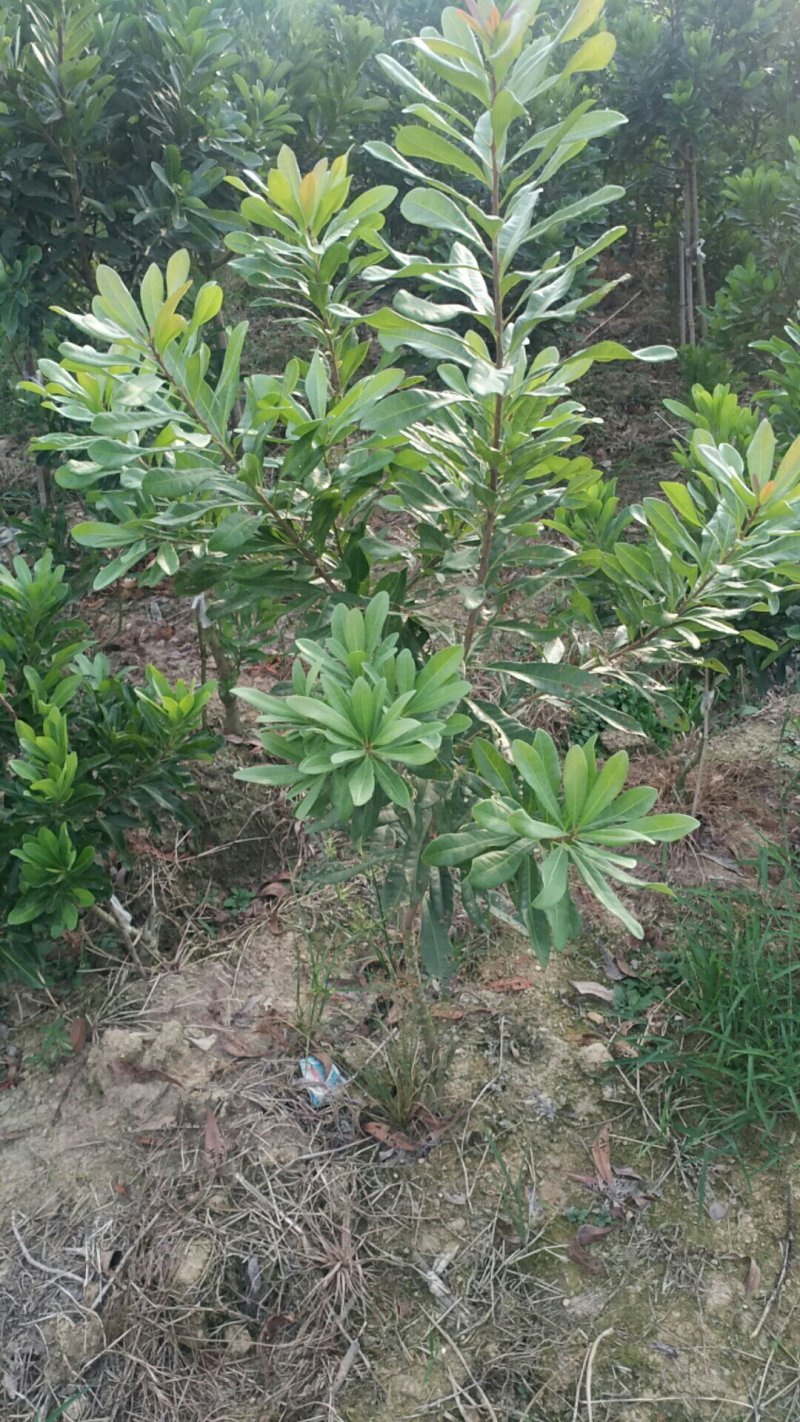 【推荐】湖南怀化杨梅树，东槐杨梅树，一手货源提供技术支持