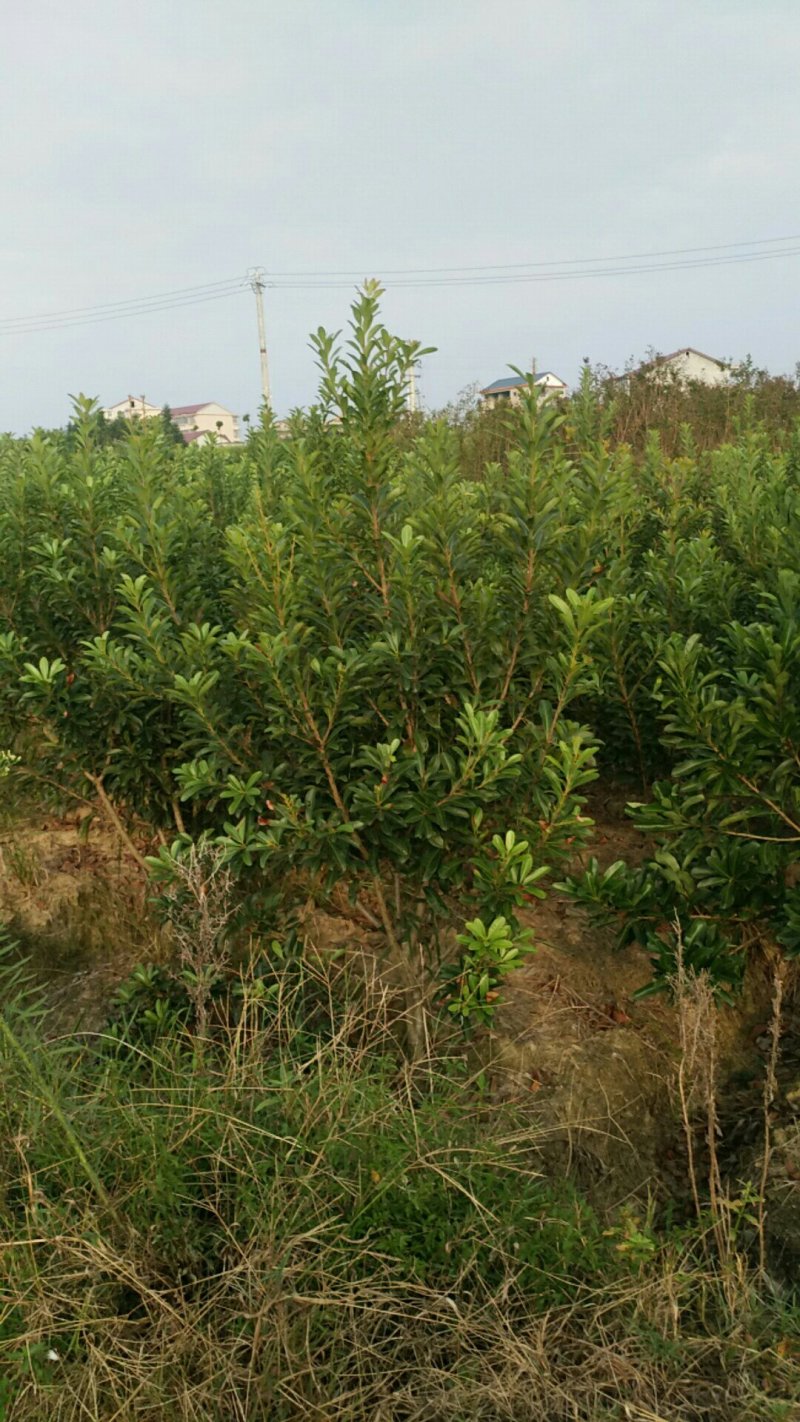 【推荐】湖南怀化杨梅树，东槐杨梅树，一手货源提供技术支持
