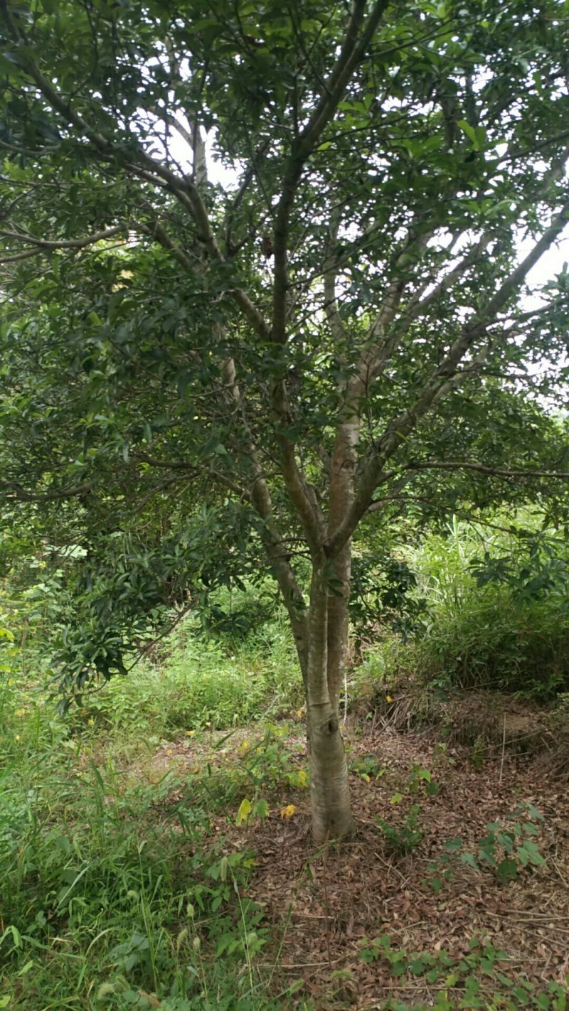 【推荐】湖南怀化杨梅树，东槐杨梅树，一手货源提供技术支持