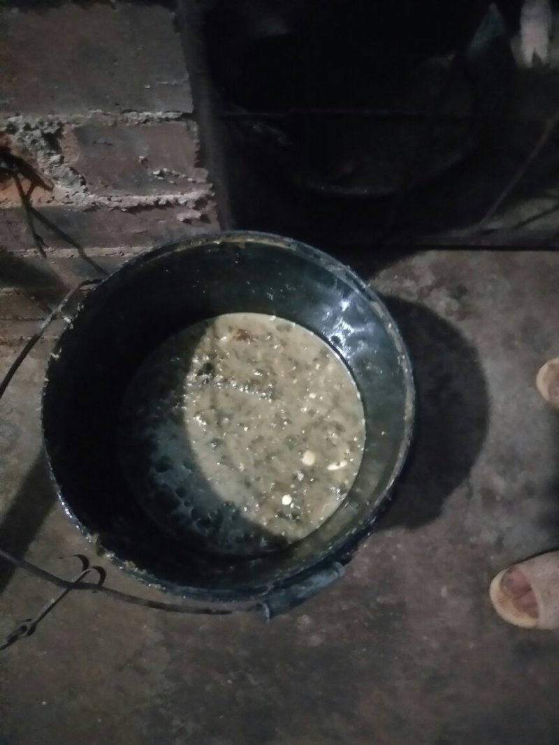 生态香猪