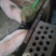 生态香猪