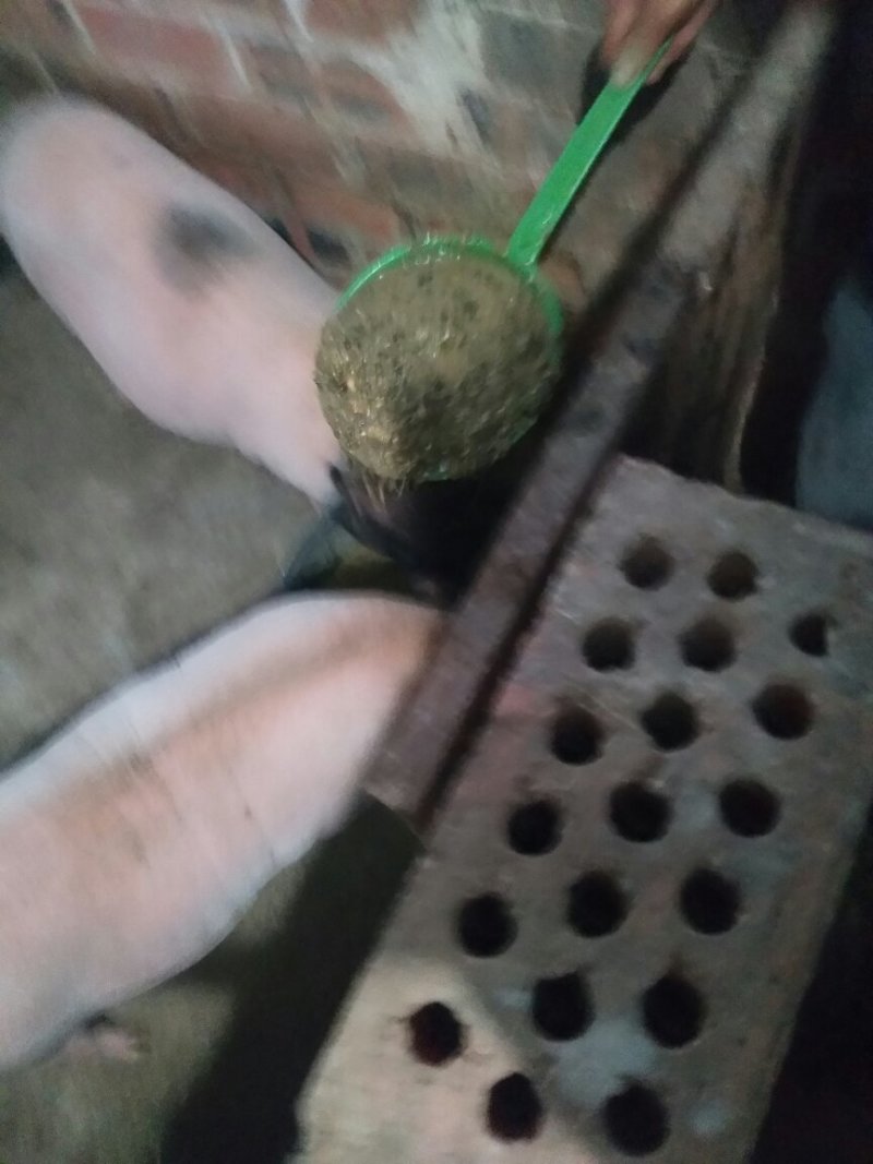 生态香猪