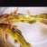 胭脂鱼