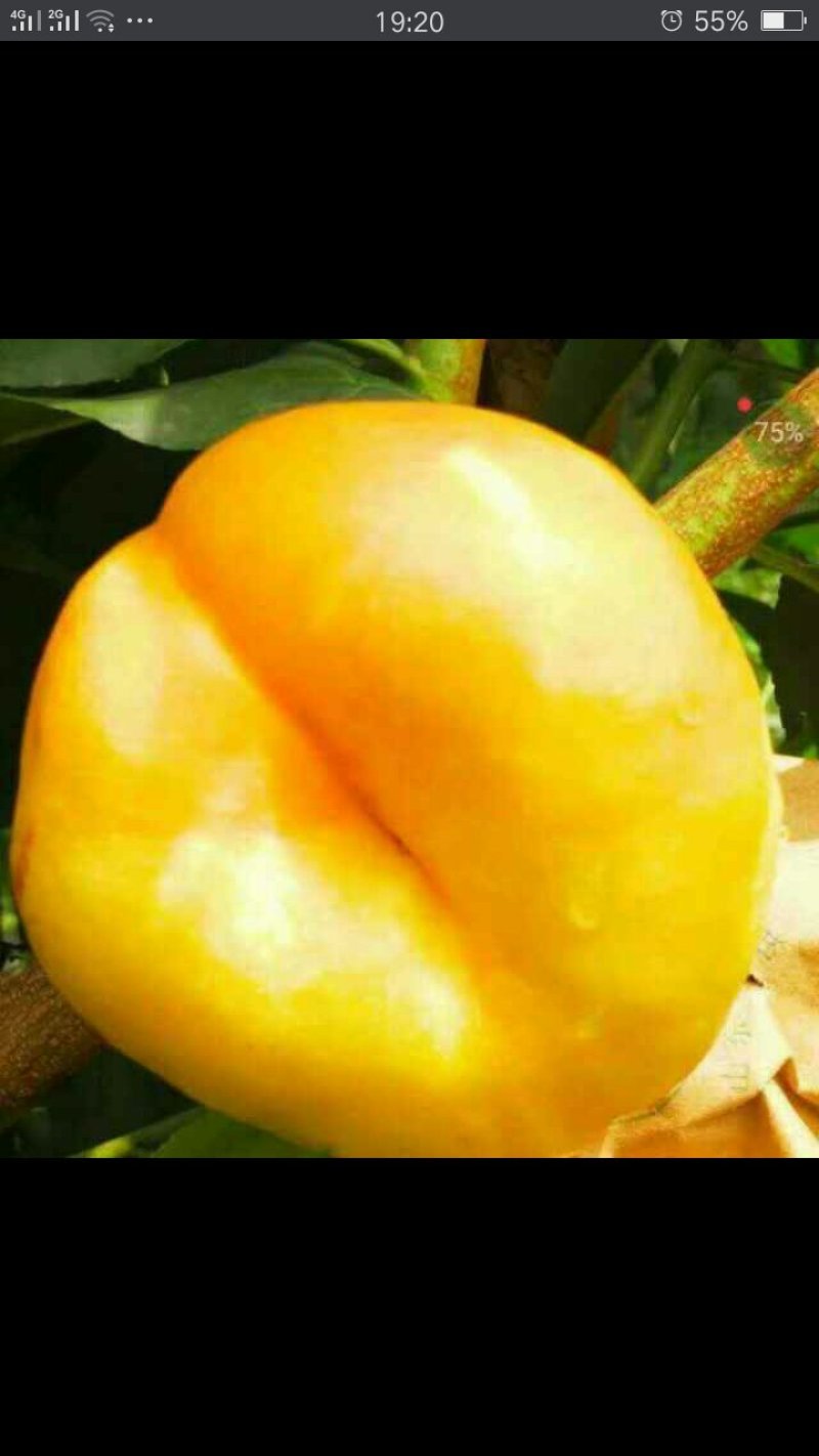 各种精品黄油桃.蟠桃