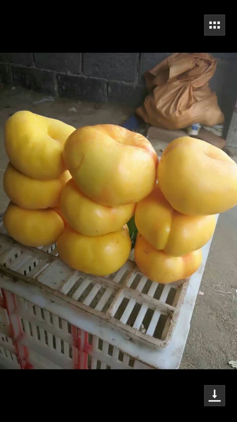 各种精品黄油桃.蟠桃