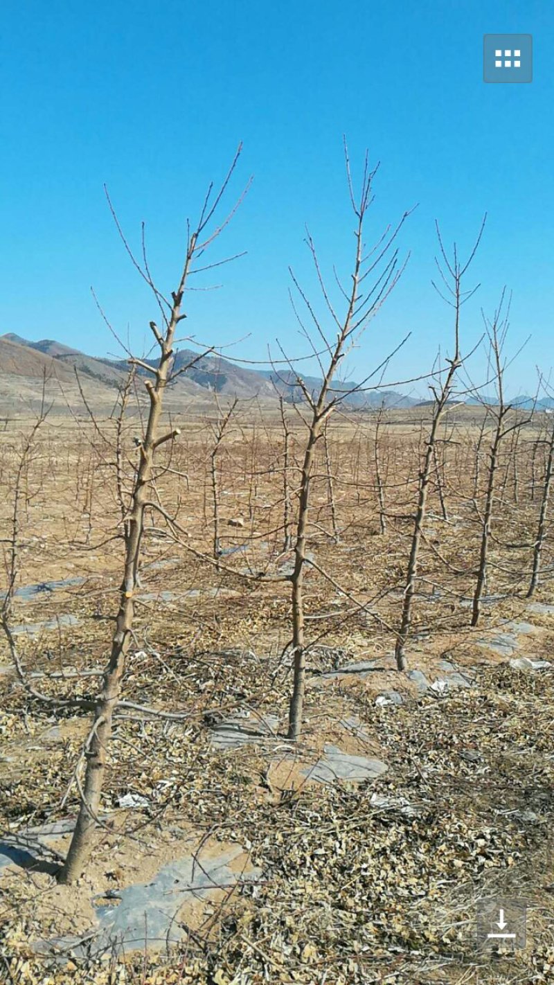 各种精品黄油桃.蟠桃