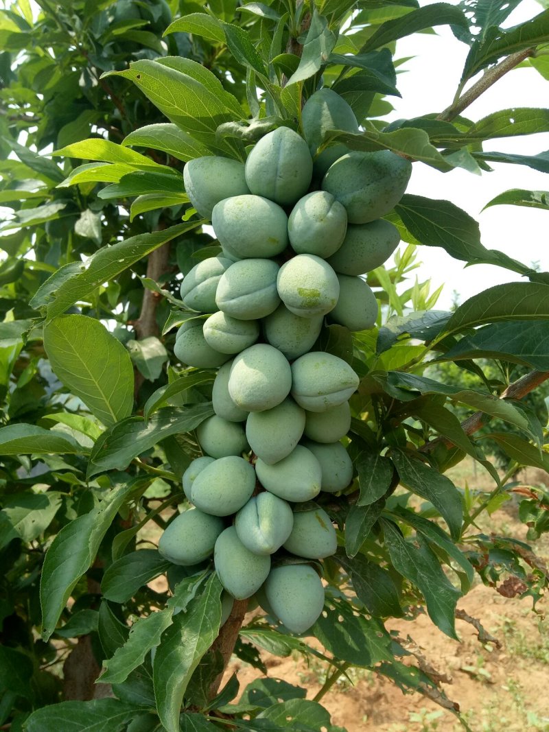 各种精品黄油桃.蟠桃