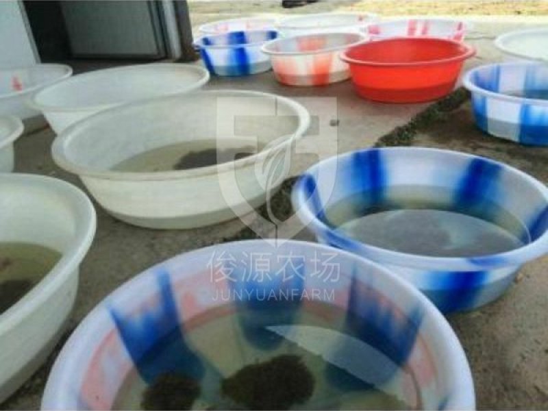 预售精品青蛙苗子包运输包成活免费提供蛙养殖技术