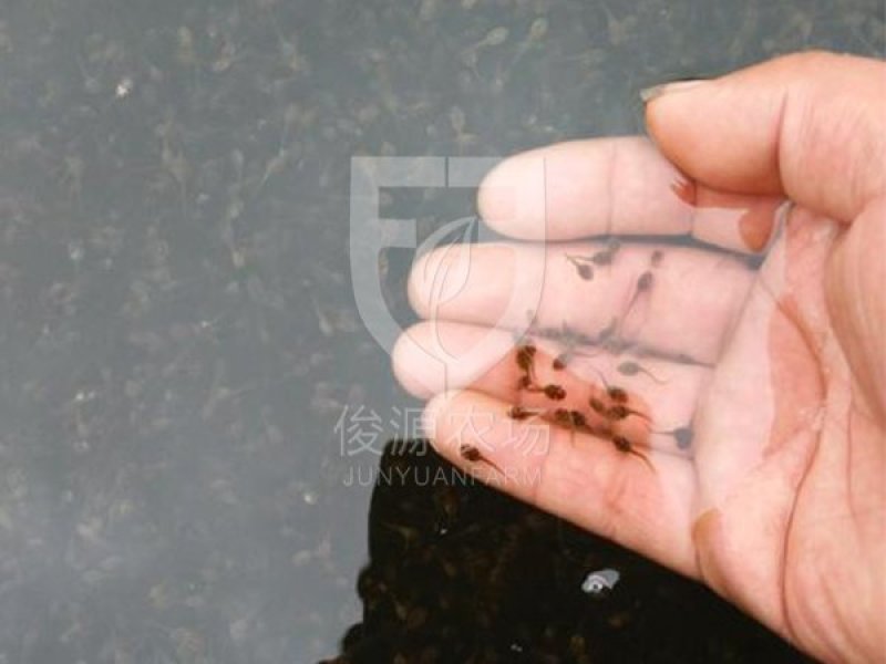 预售精品青蛙苗子包运输包成活免费提供蛙养殖技术