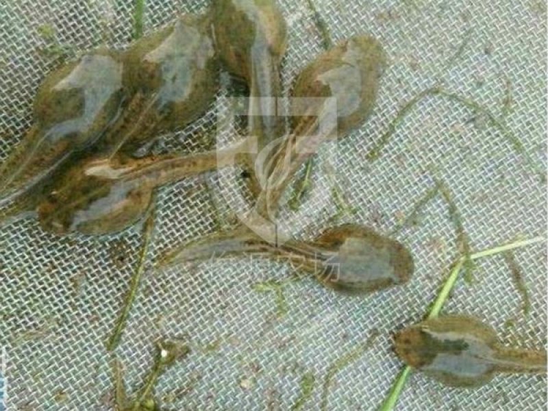 预售精品青蛙苗子包运输包成活免费提供蛙养殖技术