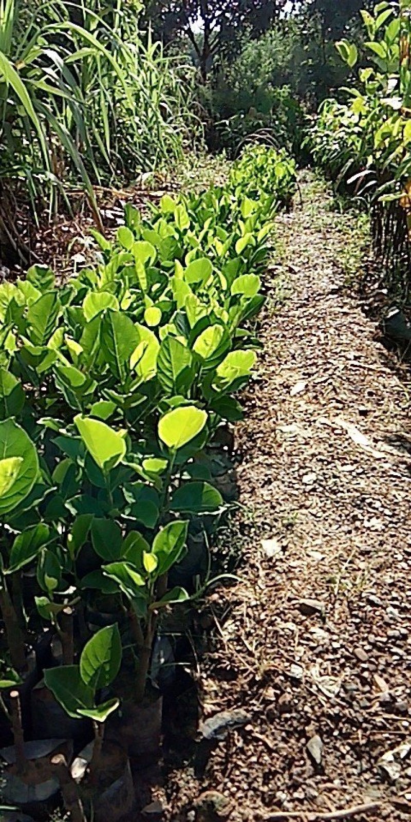 马来西亚一号菠萝蜜苗