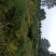 四川眉山大量出售地径10——20公分铁树