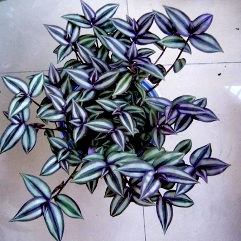 紫罗兰【室内外吊盆植物，漂亮观叶植物】