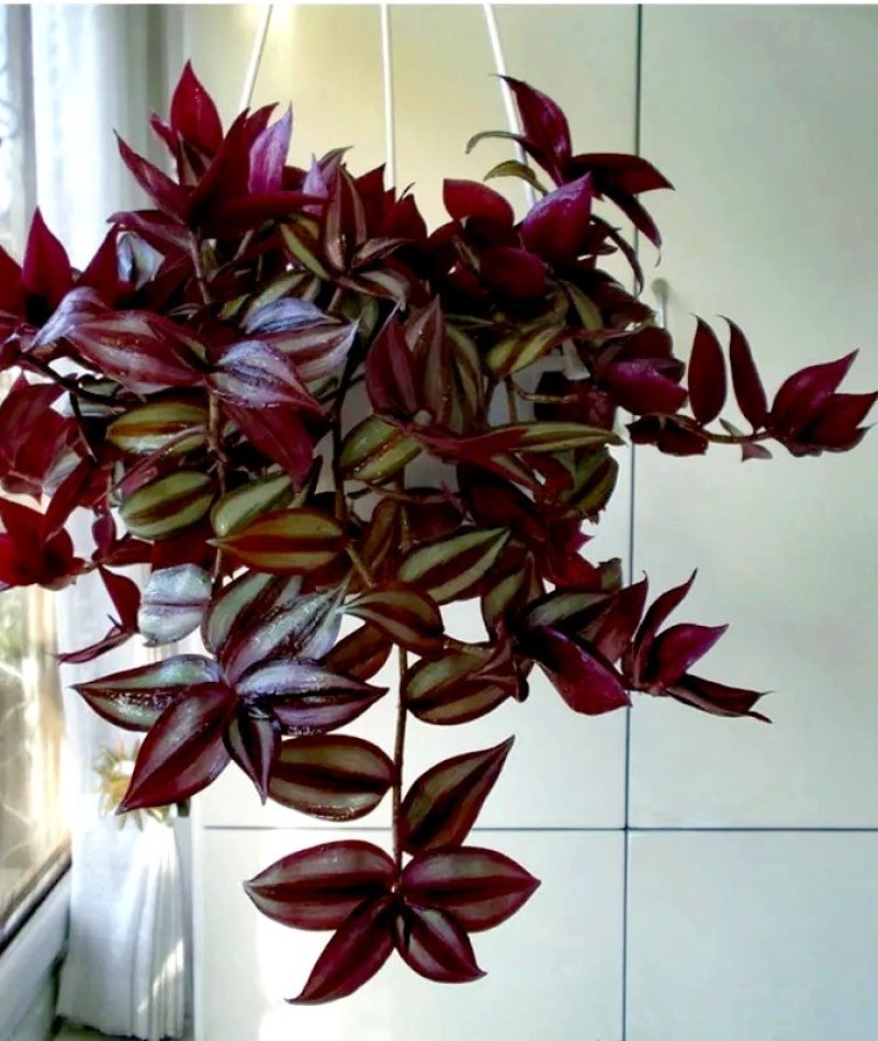 紫罗兰【室内外吊盆植物，漂亮观叶植物】