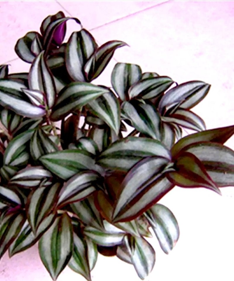 紫罗兰【室内外吊盆植物，漂亮观叶植物】