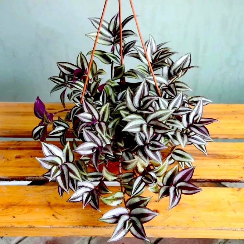 紫罗兰【室内外吊盆植物，漂亮观叶植物】