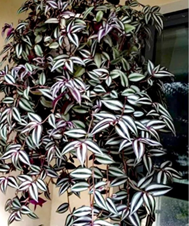 紫罗兰【室内外吊盆植物，漂亮观叶植物】