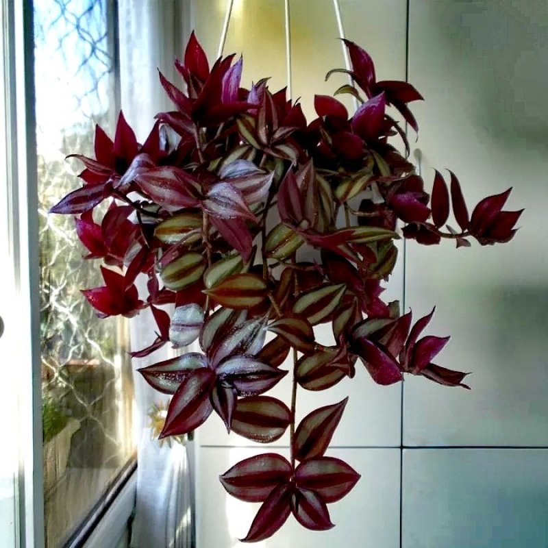 紫罗兰【室内外吊盆植物，漂亮观叶植物】