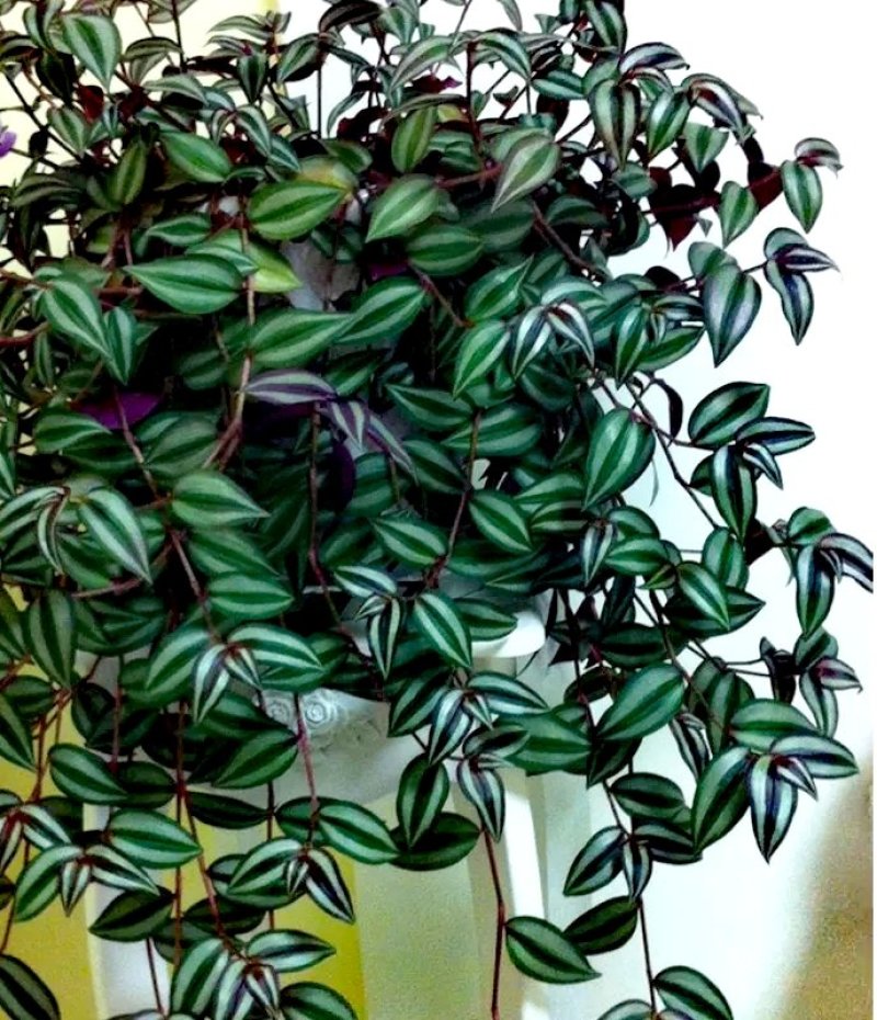 紫罗兰【室内外吊盆植物，漂亮观叶植物】