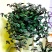紫罗兰【室内外吊盆植物，漂亮观叶植物】