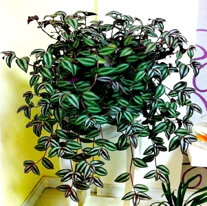 紫罗兰【室内外吊盆植物，漂亮观叶植物】