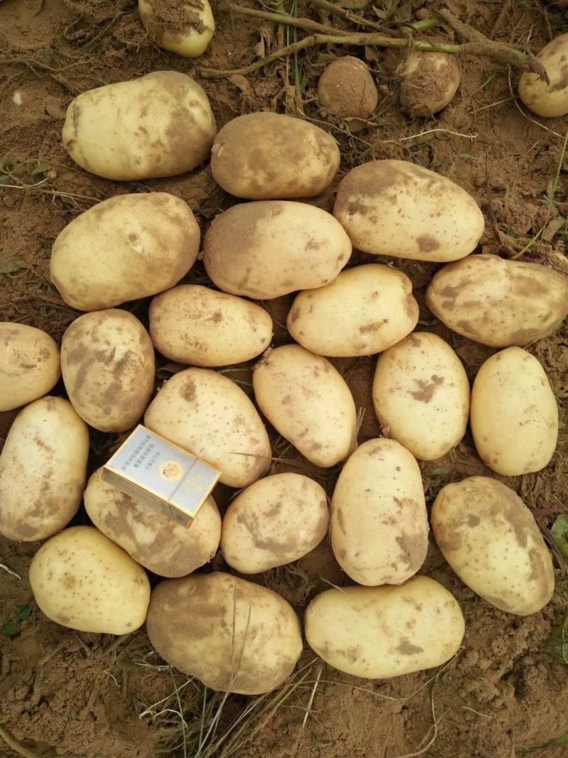 V8土豆精品大量开始出库，价格合理，对接各大平台市场