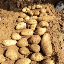 V8土豆精品大量开始出库，价格合理，对接各大平台市场