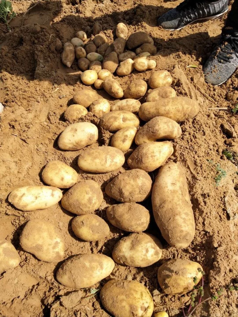V8土豆精品大量开始出库，价格合理，对接各大平台市场