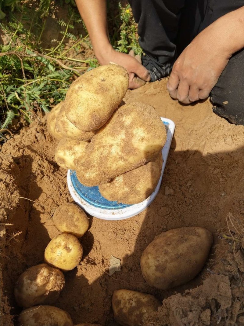 V8土豆精品大量开始出库，价格合理，对接各大平台市场