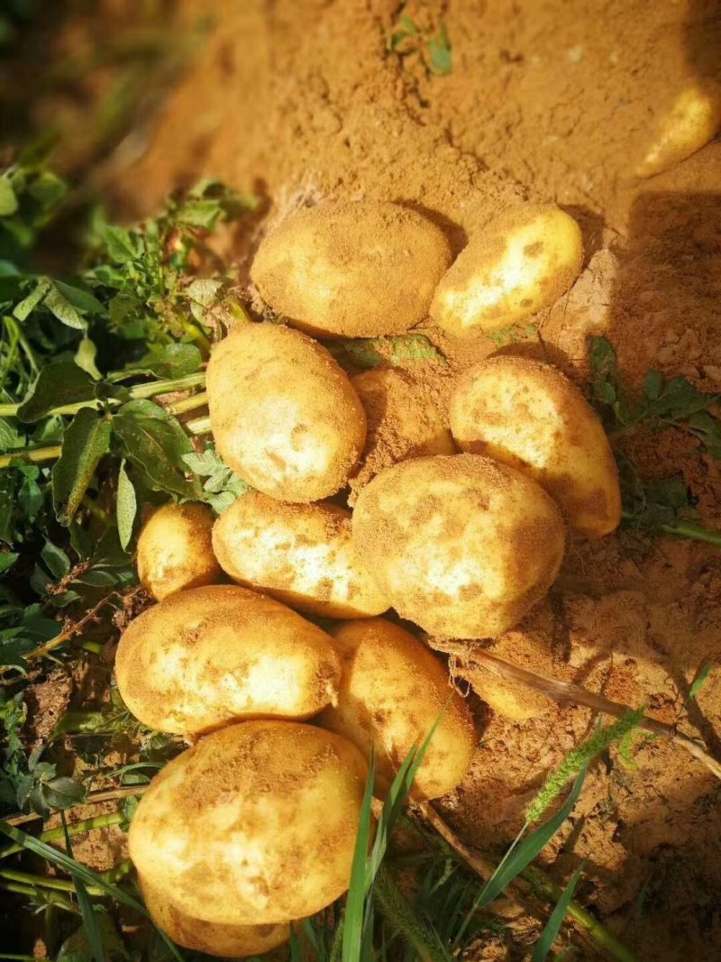 V8土豆精品大量开始出库，价格合理，对接各大平台市场
