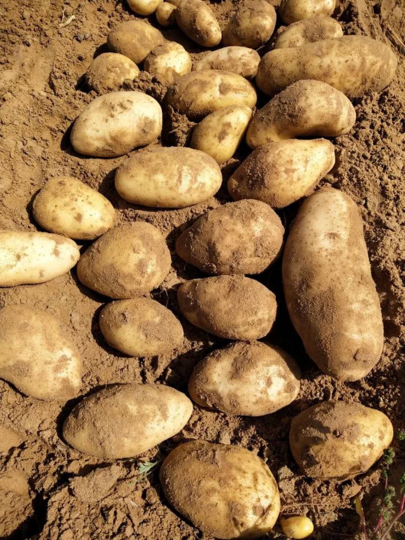 V8土豆精品大量开始出库，价格合理，对接各大平台市场
