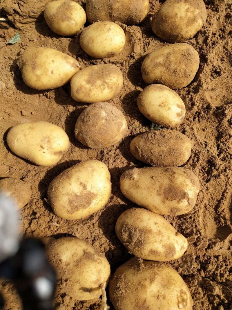 V8土豆精品大量开始出库，价格合理，对接各大平台市场