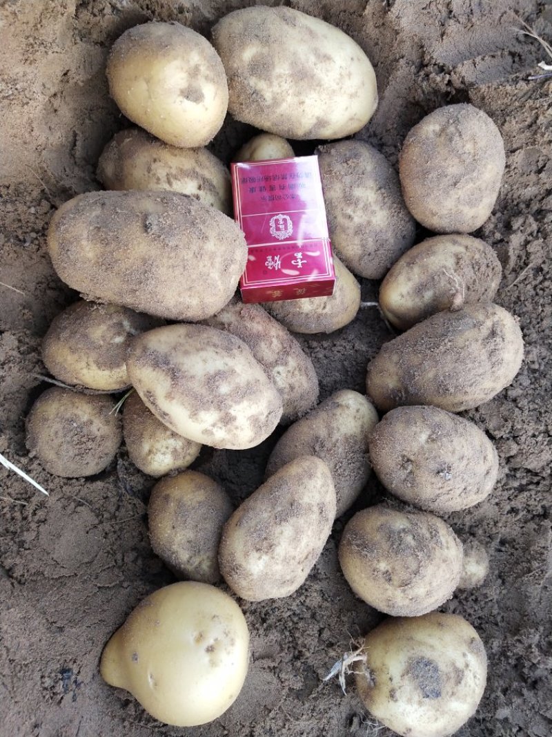 V8土豆精品大量开始出库，价格合理，对接各大平台市场