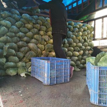 扁包菜精品2~3斤基地直供对接农户一手货源适合走超市