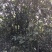 桂花30~50cm