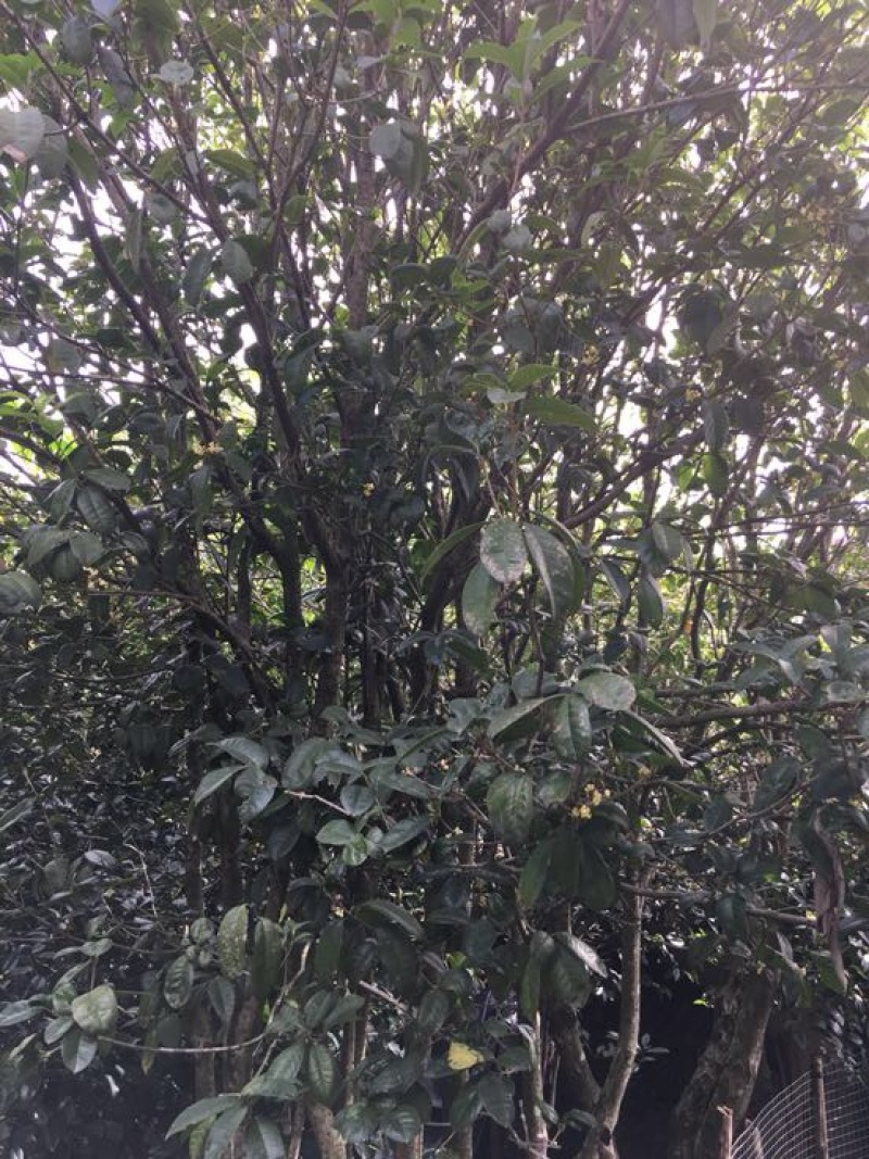 桂花30~50cm