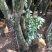 桂花30~50cm