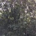 桂花30~50cm