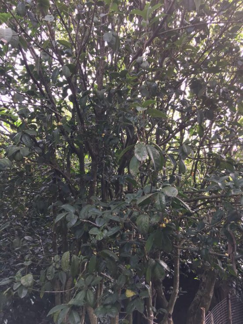 桂花30~50cm