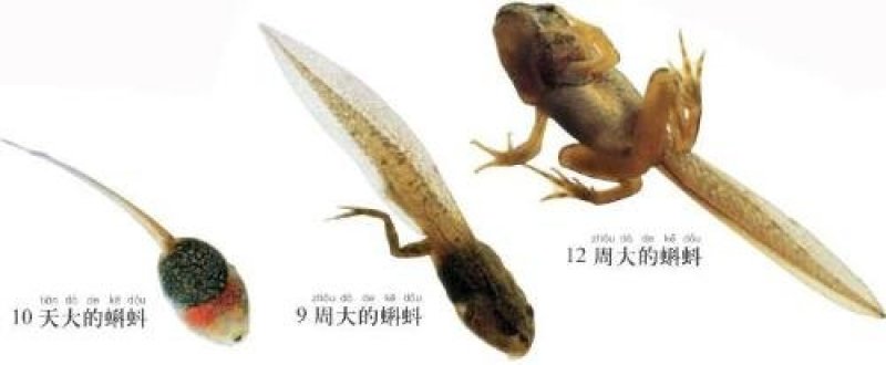 孵化中心直销青蛙苗黑斑蛙苗成活率高个头大生成迅速