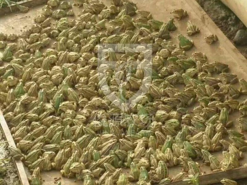 孵化中心直销青蛙苗黑斑蛙苗成活率高个头大生成迅速
