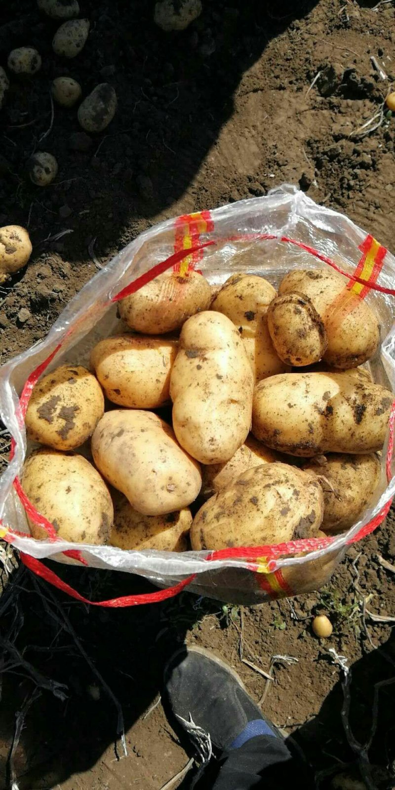 精品土豆大量上市物美价廉欢迎全国客商选购，